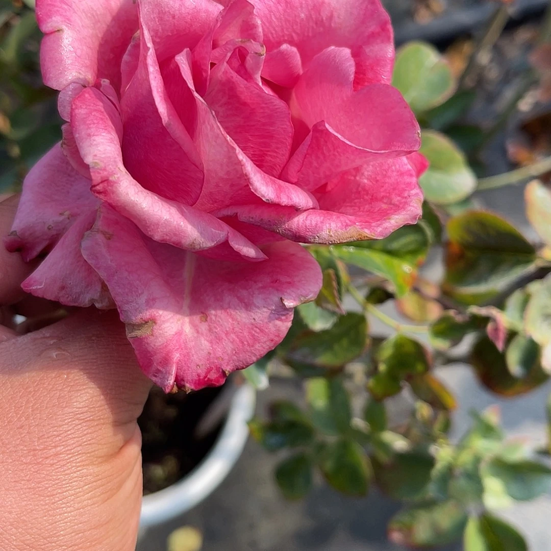 无花朵———-测试147