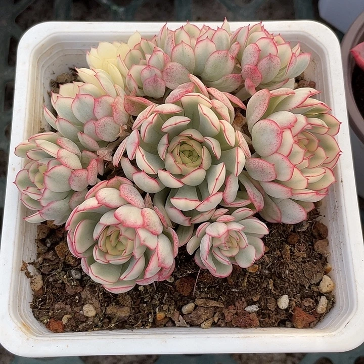 女王梦幻玫瑰群生一物一拍