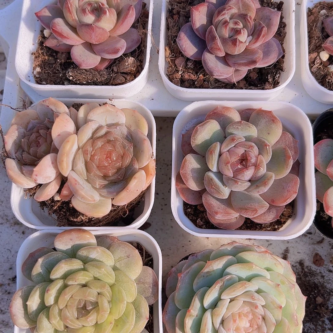 4恋组合4盆19包邮多肉