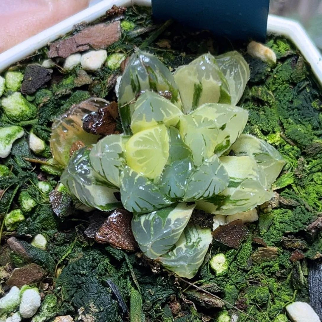 恭喜发财大吉大利659