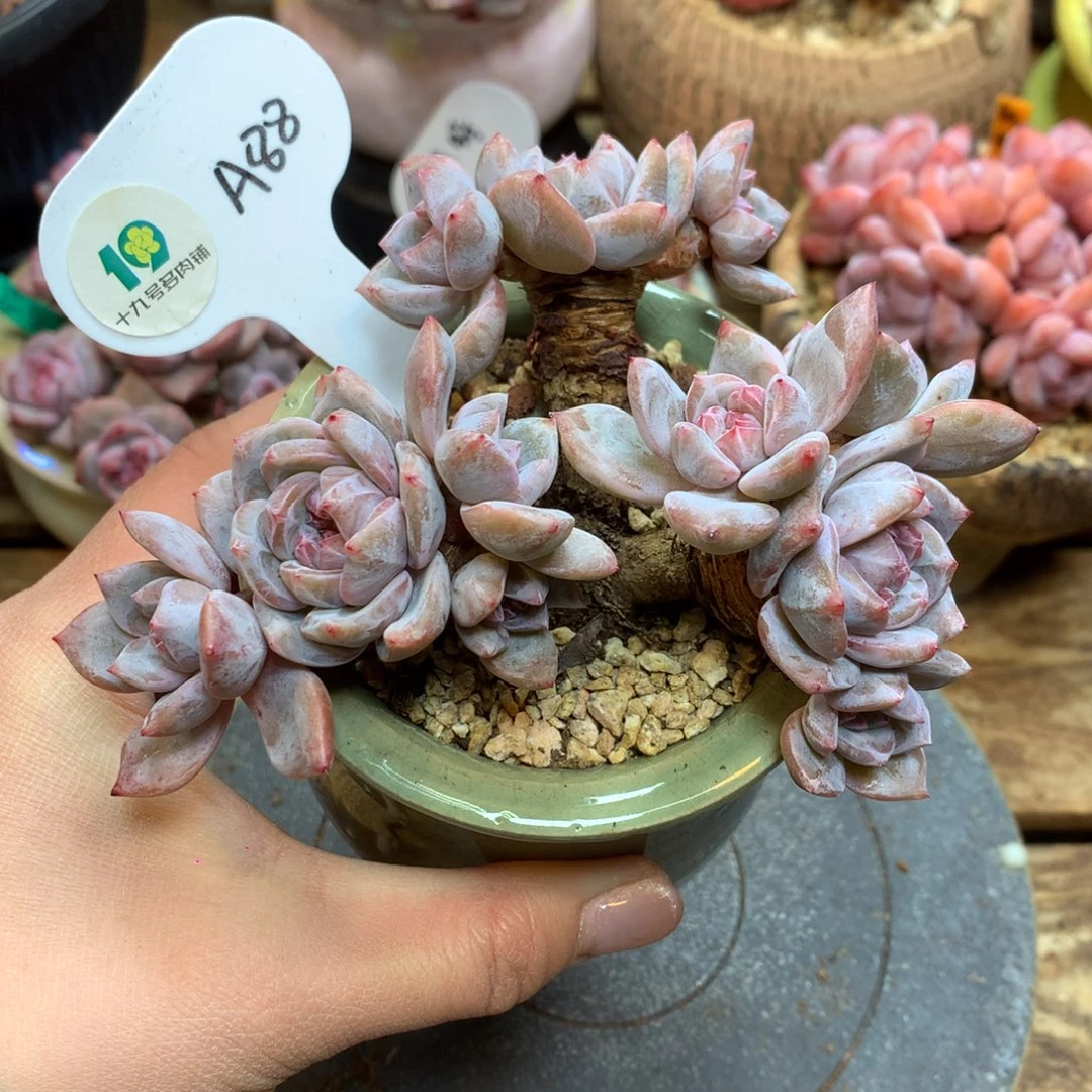 A88 星影老桩12头 无砍 绿菜福利