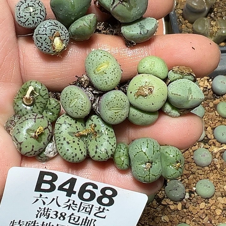468号特价肉锥混多肉植物