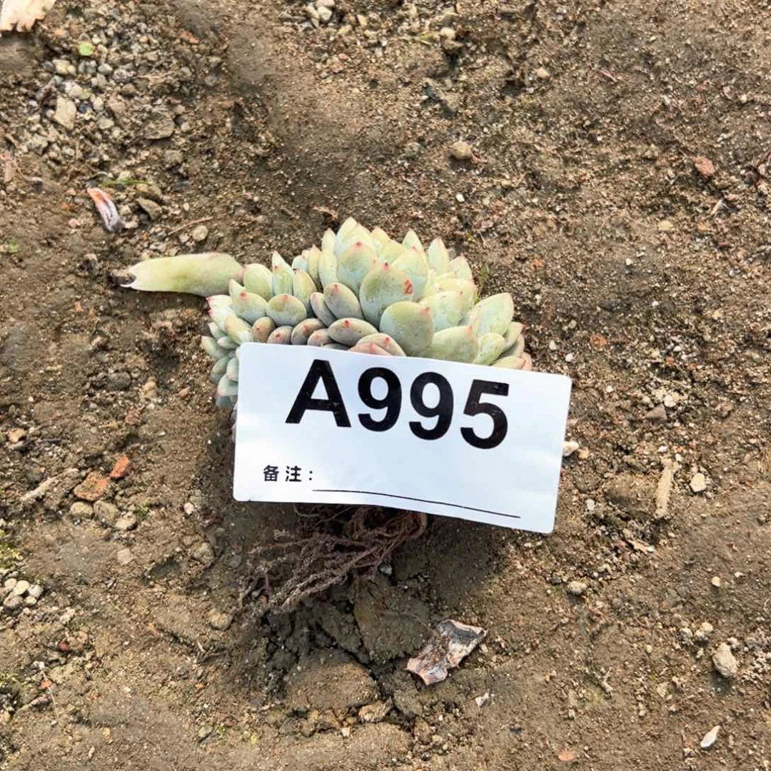 用****0995多肉多肉多肉多肉