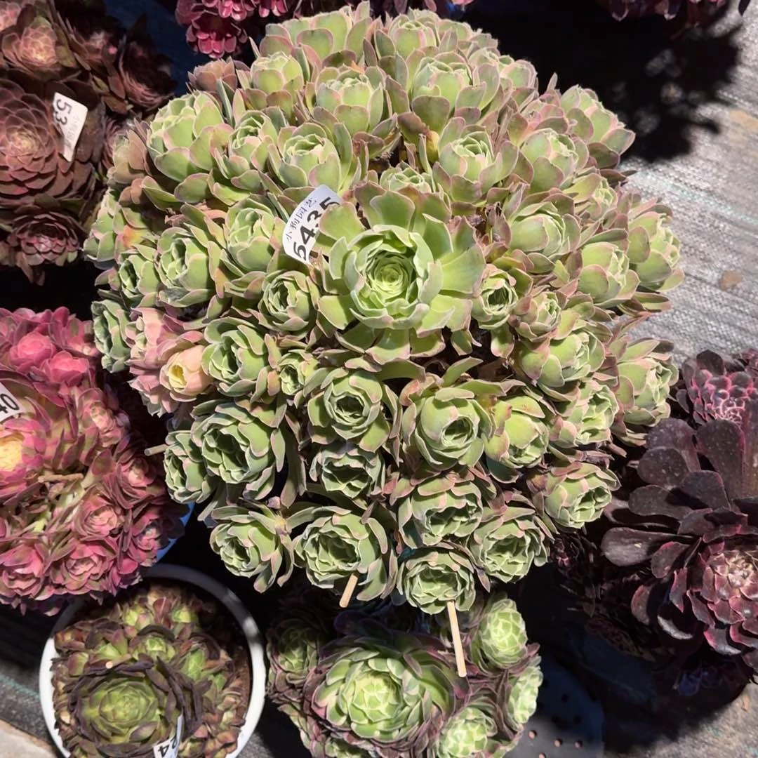 红*雨花石多肉植物6435寄养