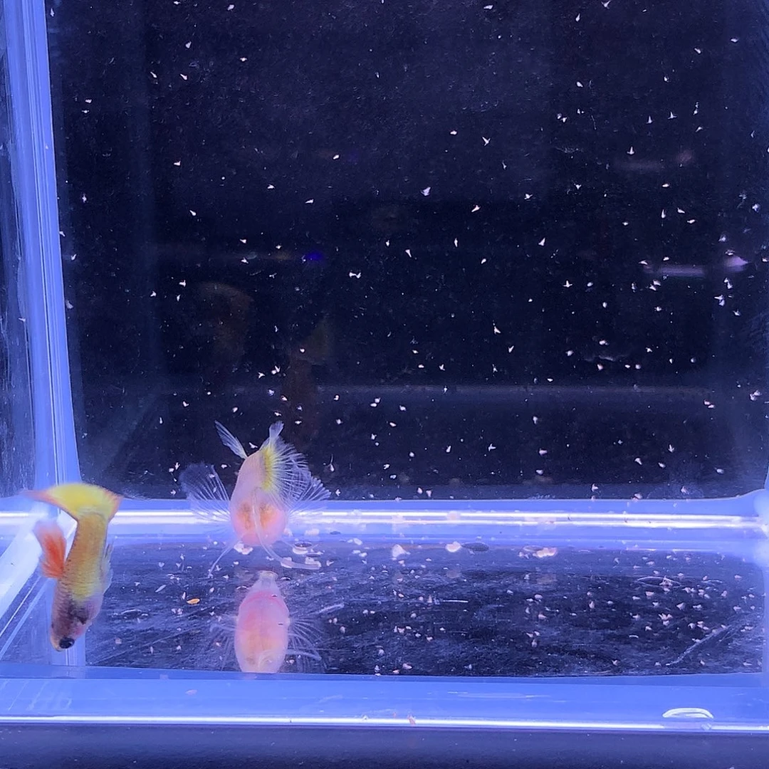 孔雀鱼朝阳球c一对 孔雀鱼