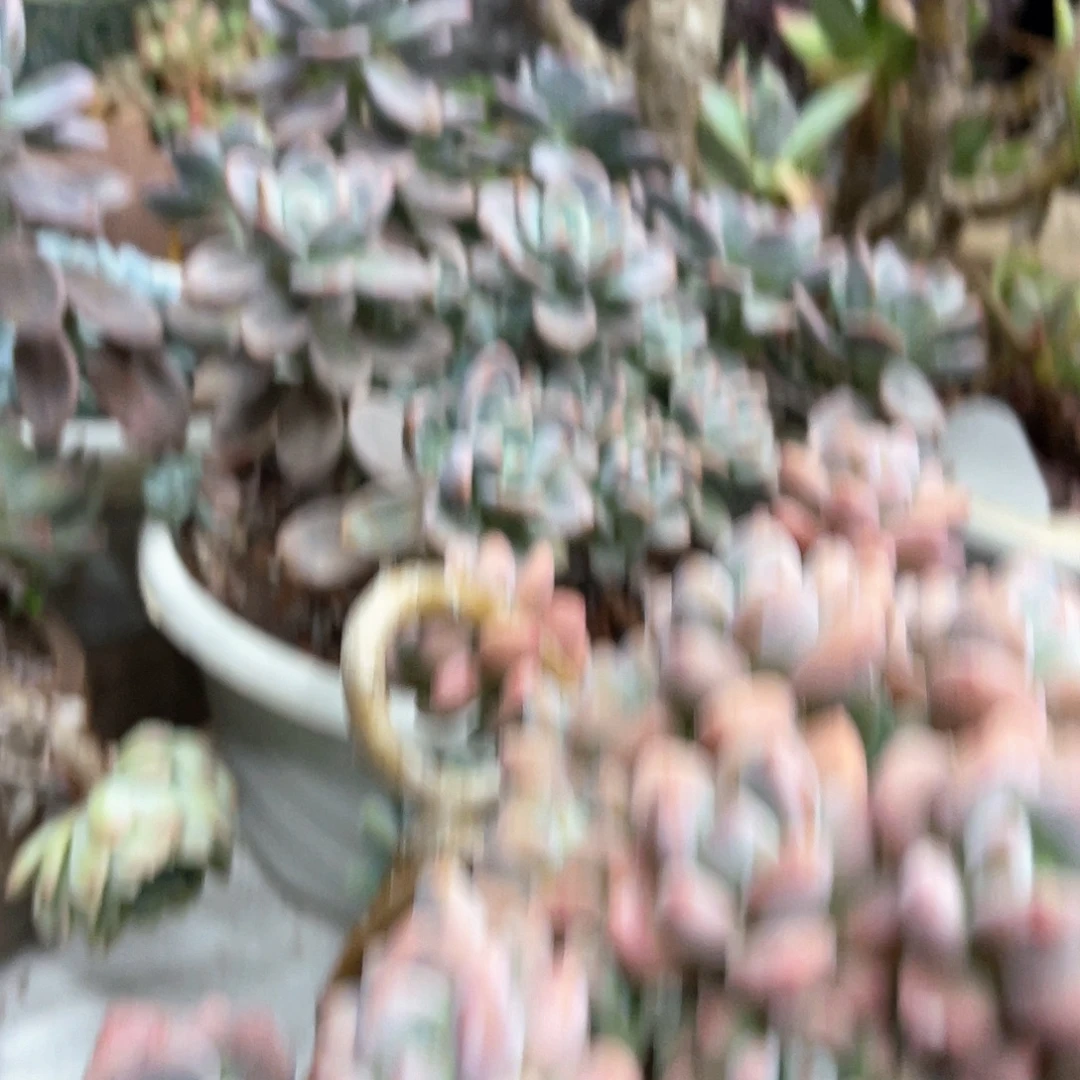 炙***花十二级福利大群不售后