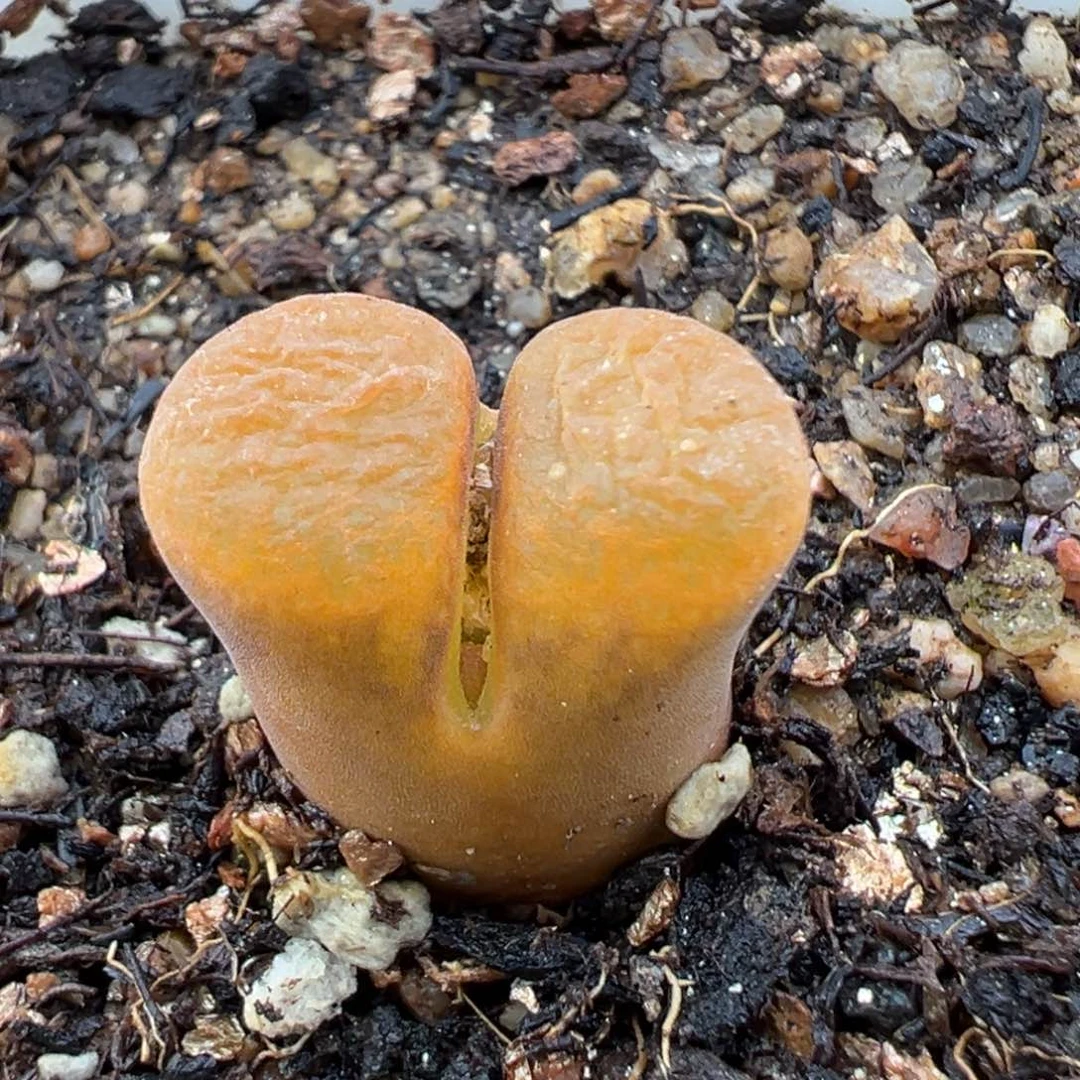 伏**。1.15好看的多肉982