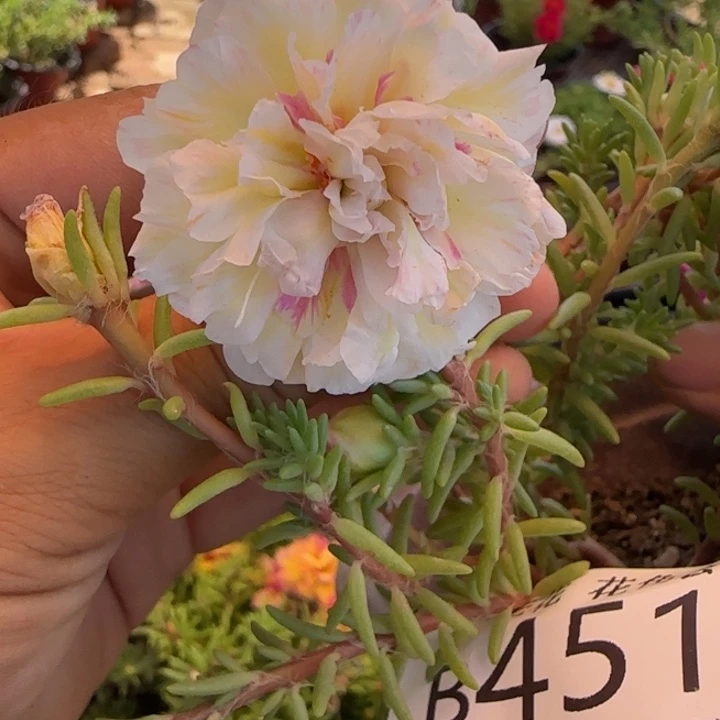当前无花朵，栽培后可花朵B451超小苗盆口10cm