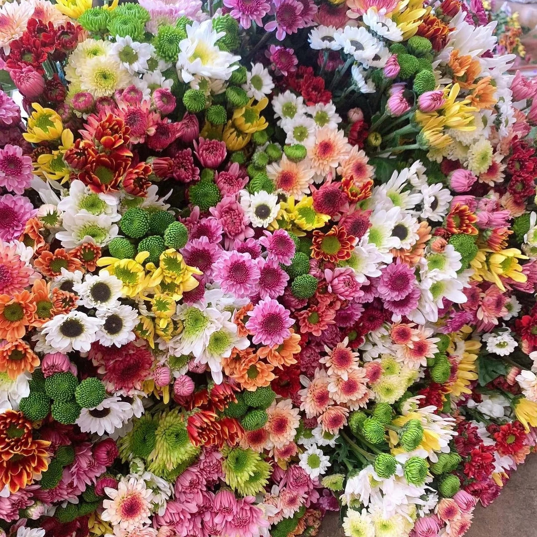 小云鲜花】混色小菊 10支鲜花   超长花期 【4单包邮