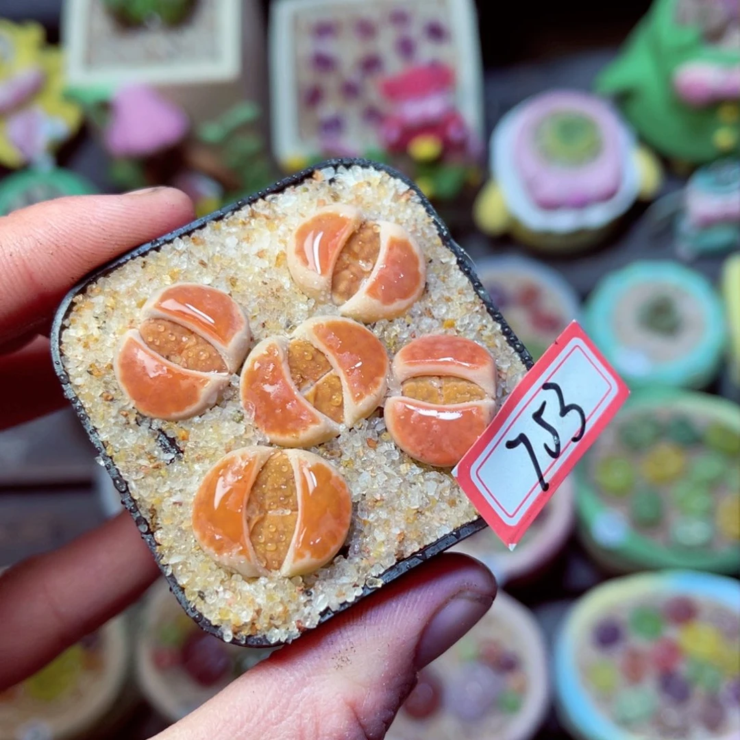 753生石花带盆发