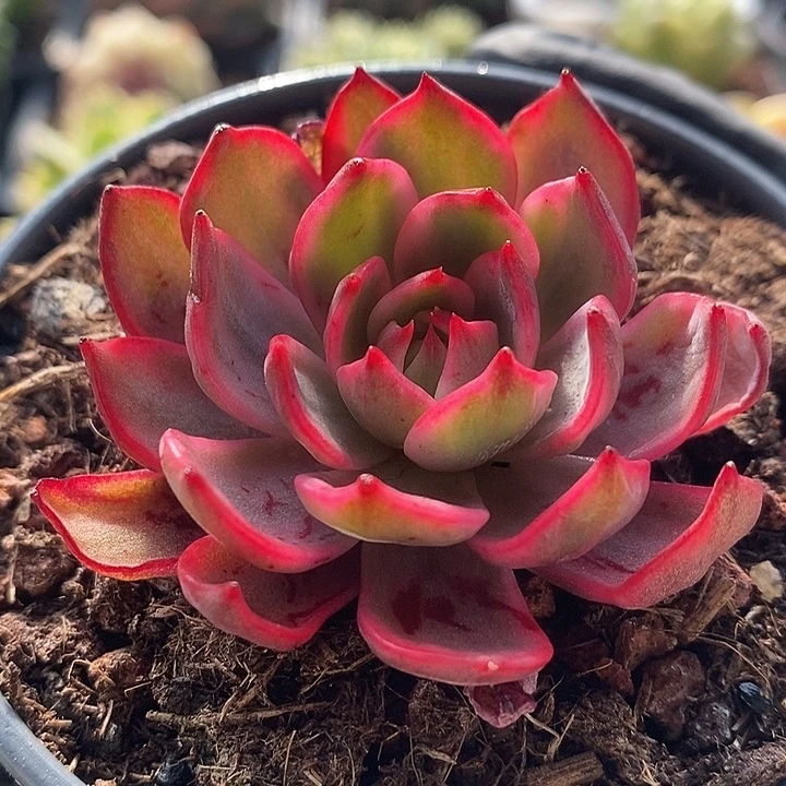 劳伦斯腹轮锦多肉植物