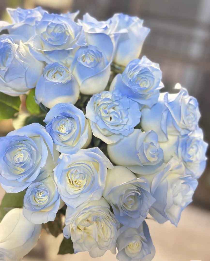 【碎冰蓝玫瑰】一单升级顺丰冷链或德邦空运送货上门~云南鲜花批发