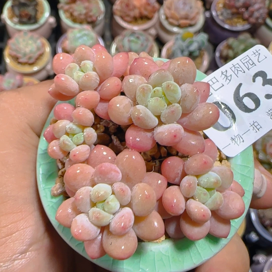 AR小尾巴5CM迷你拇指盆栽精控多肉063