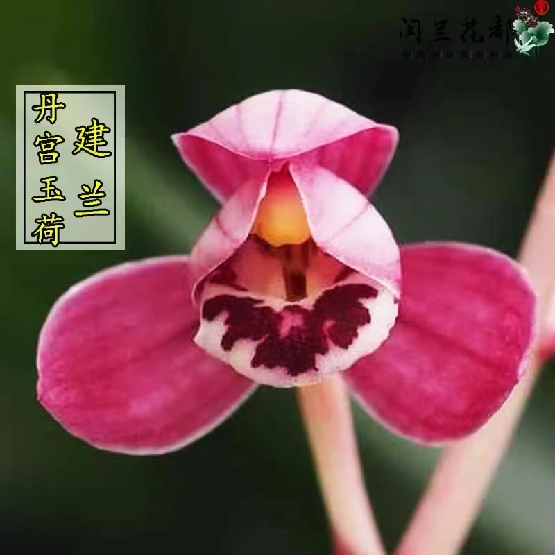 建兰 丹宫玉荷 正格荷瓣鲜明艺浓香型 自然棚养殖兰花