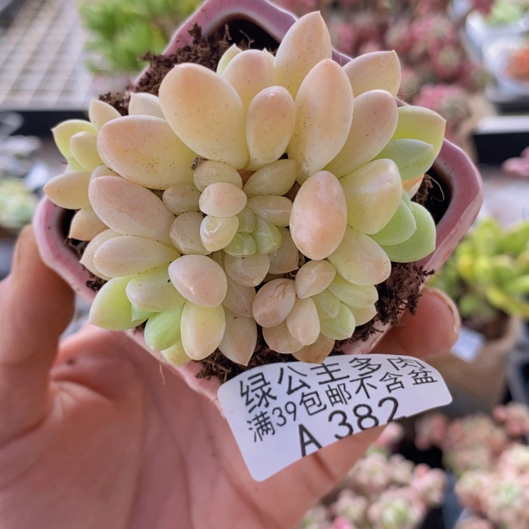 玲玉6cm382多肉植物
