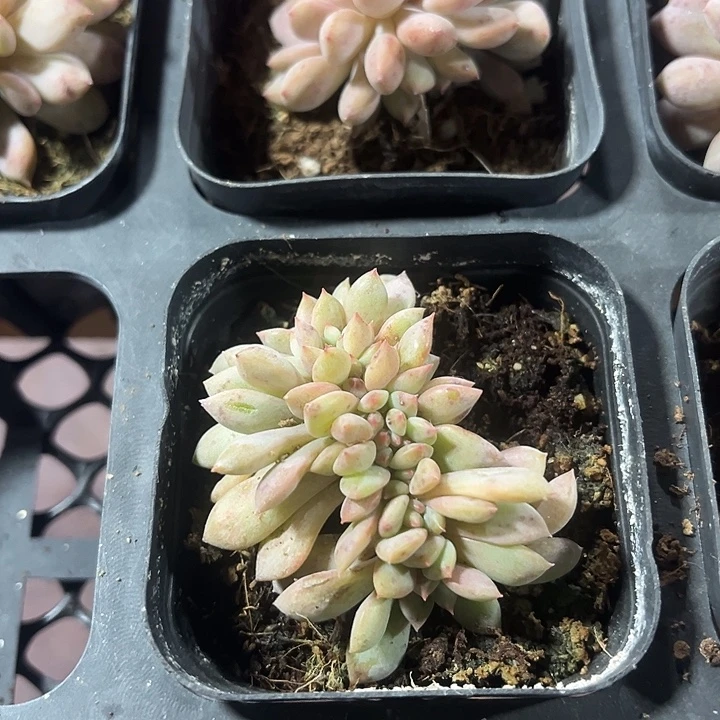 爱丽儿坠化精品多肉植物