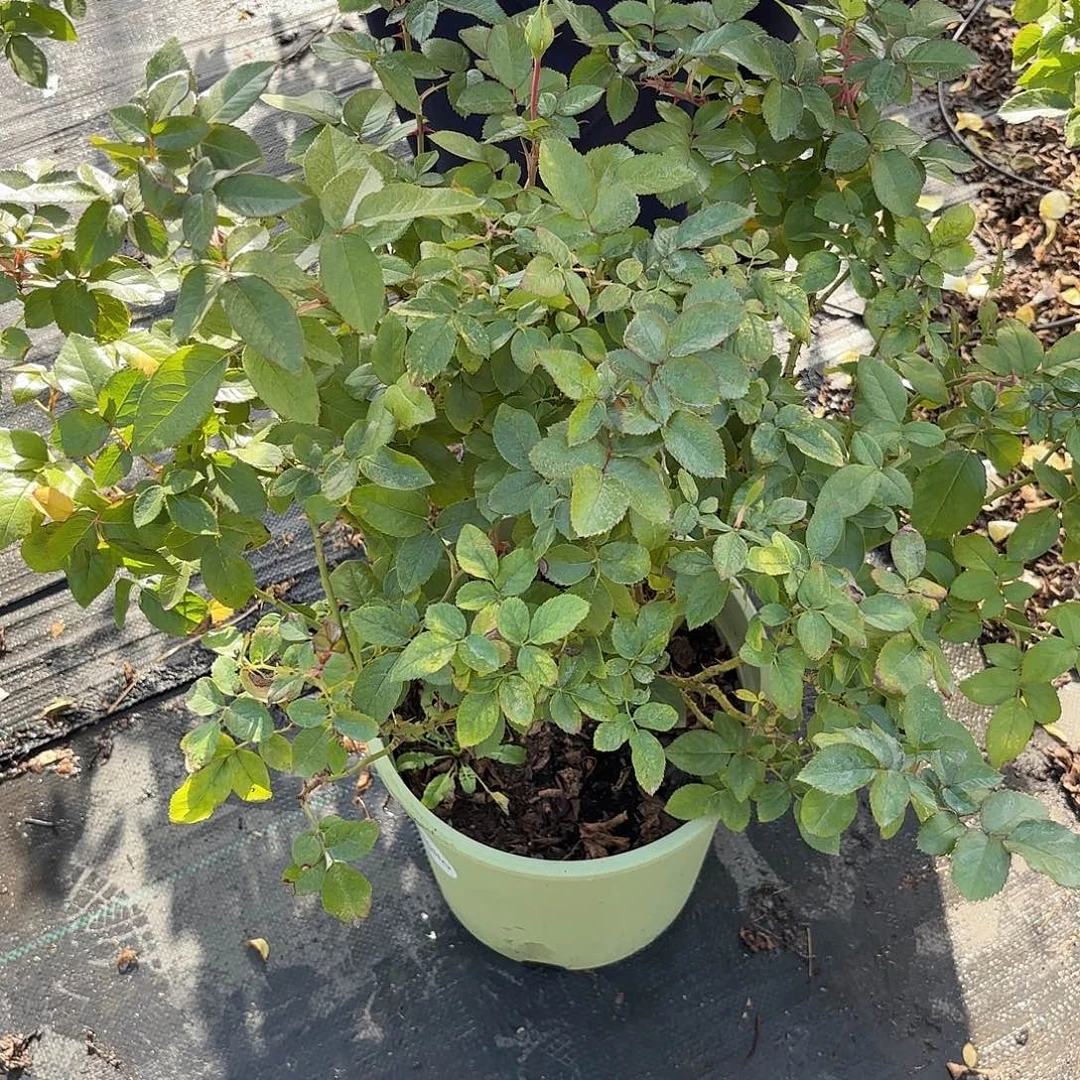 南瓜灯笼3加仑根接苗