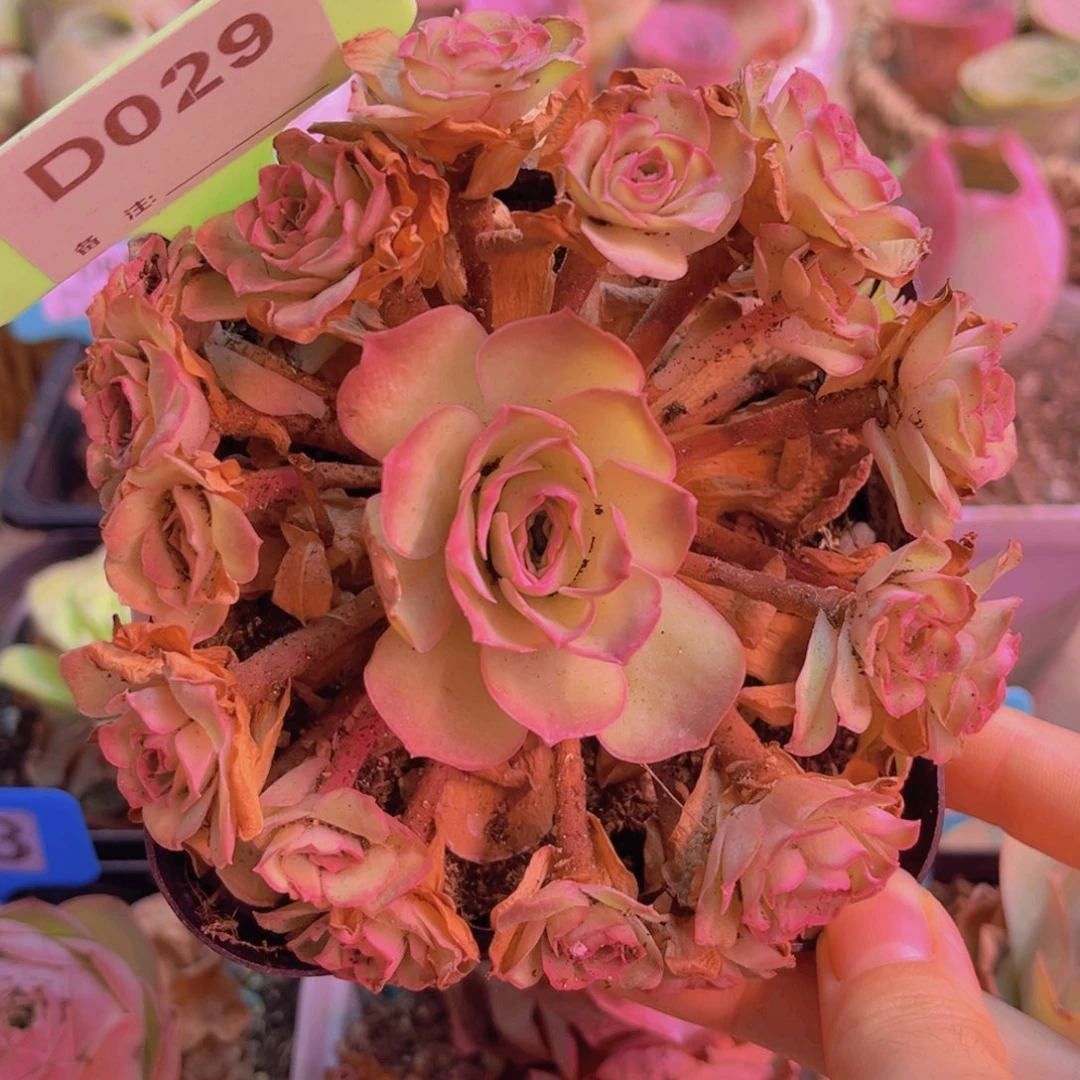 029山地玫瑰粉色