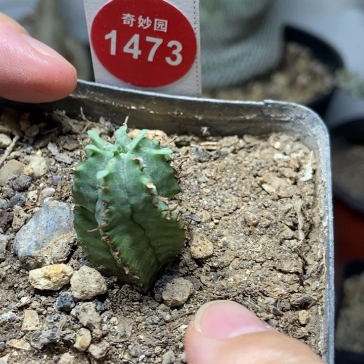 实生魁伟玉一颗6988