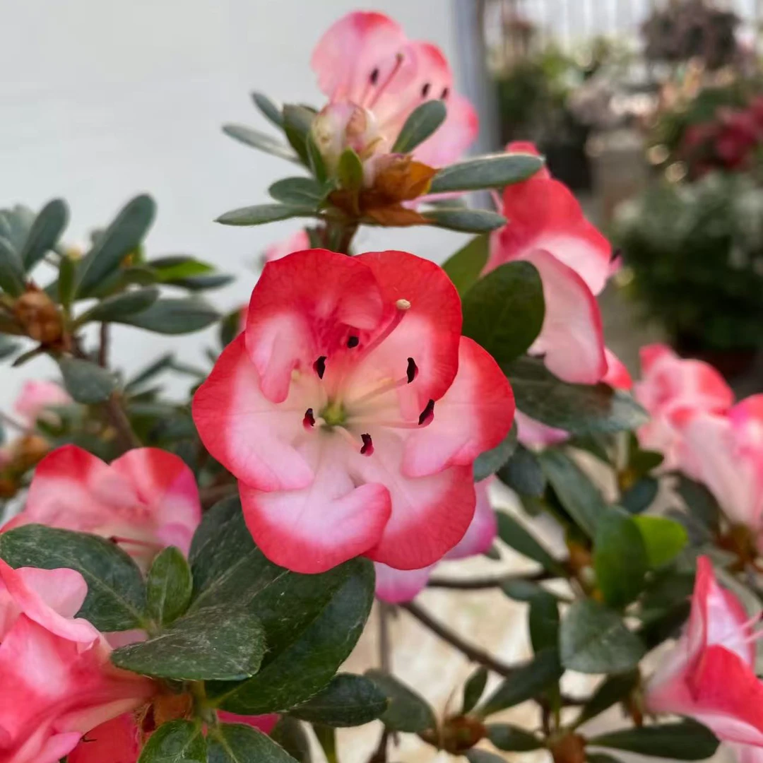 【绯梅锦】皋月杜鹃花盆栽花卉植物室内阳台四季常绿好养活
