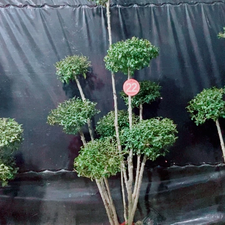 一物一拍一物一拍