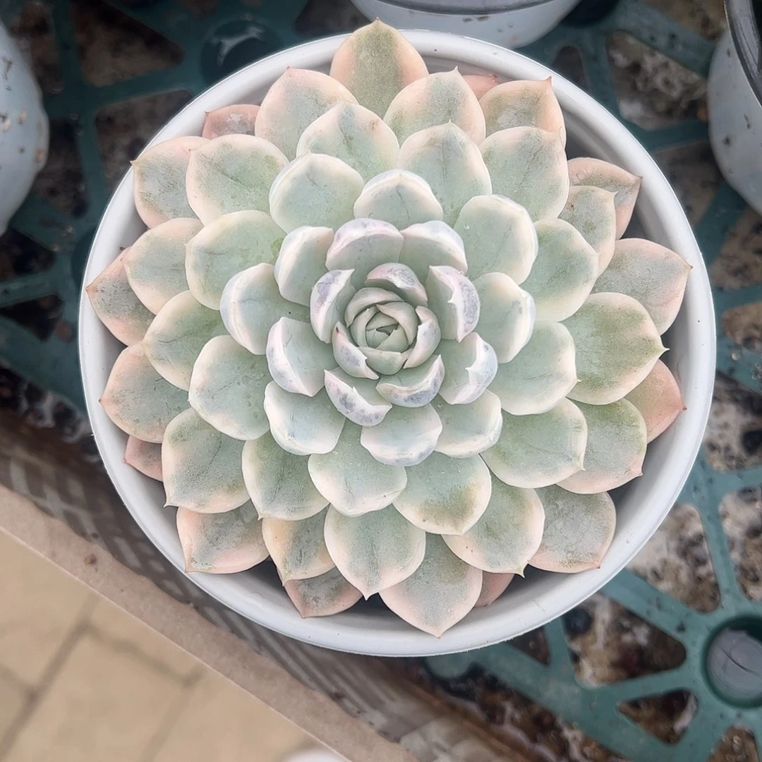粉雪球锦 婕宝一物一拍