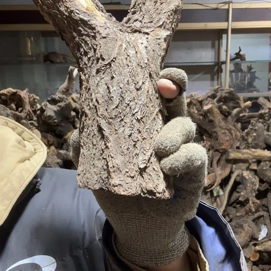 香榧木矛*盾火琉璃的毛料摆件