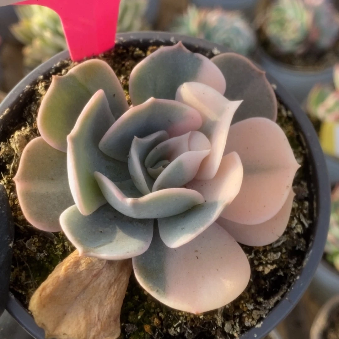 291双子座锦锦锦锦锦