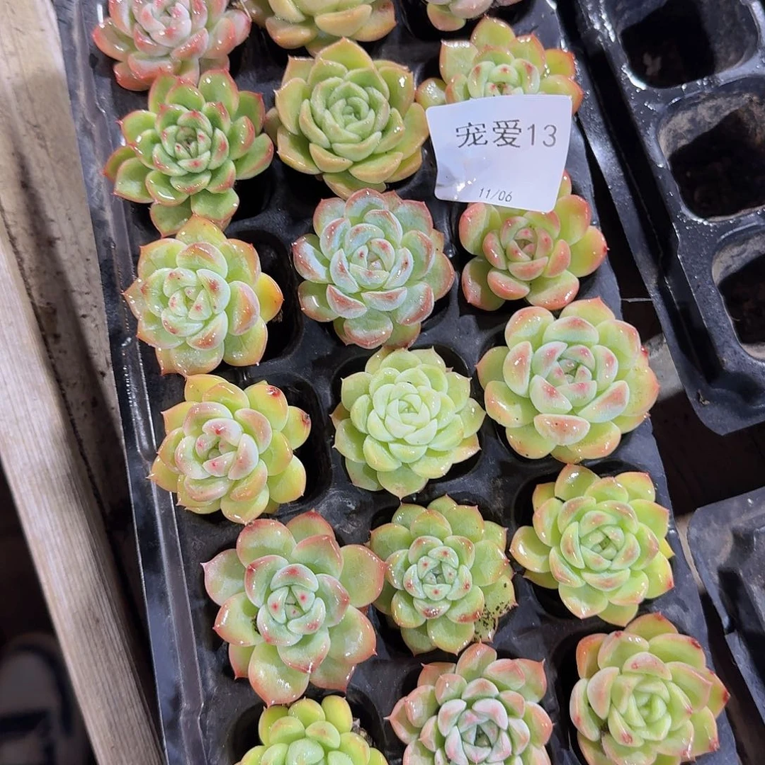 直播福利一物一拍13