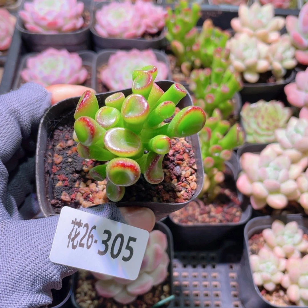 花利美26-305吸财树