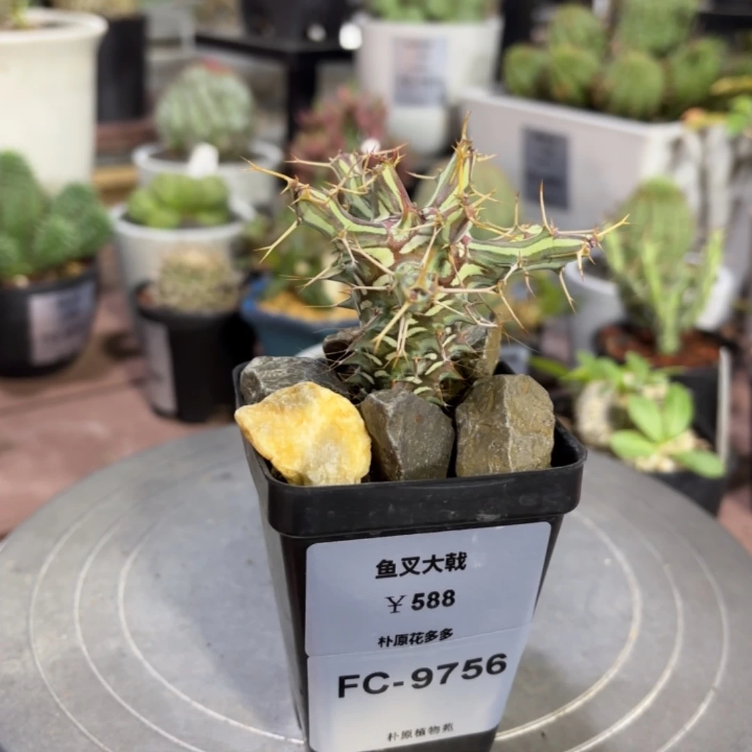 鱼叉大戟FC-9756.