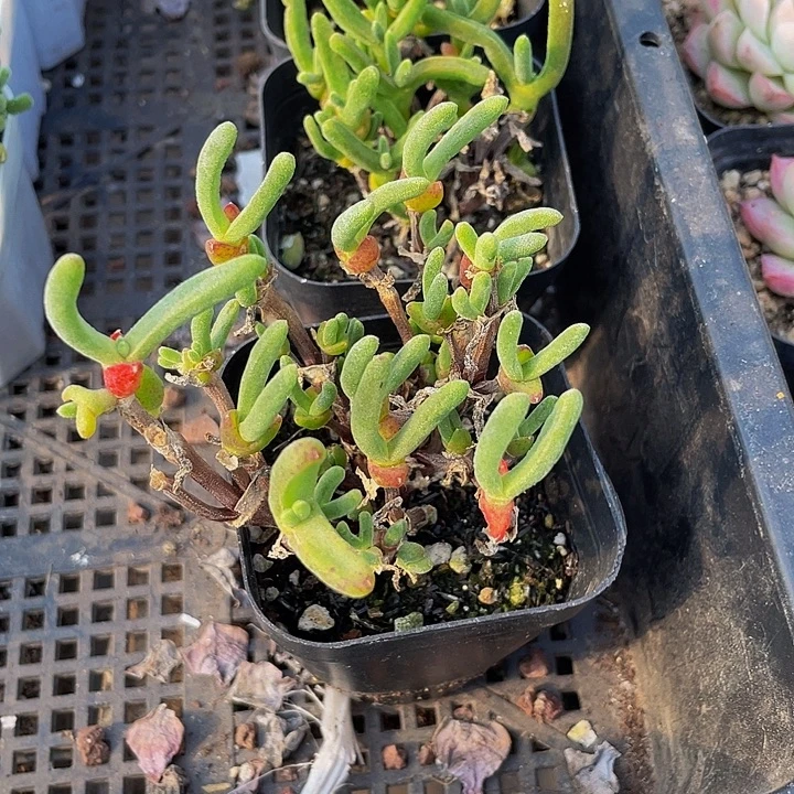 兔子枝干带盆土发货