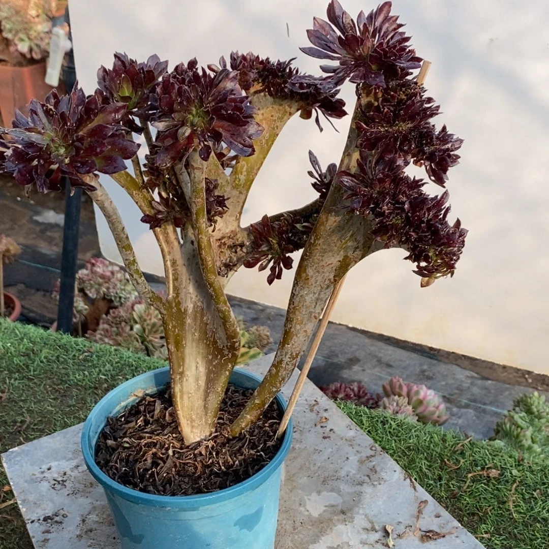 不开花植物微瑕6542号黑法师缀化1颗
