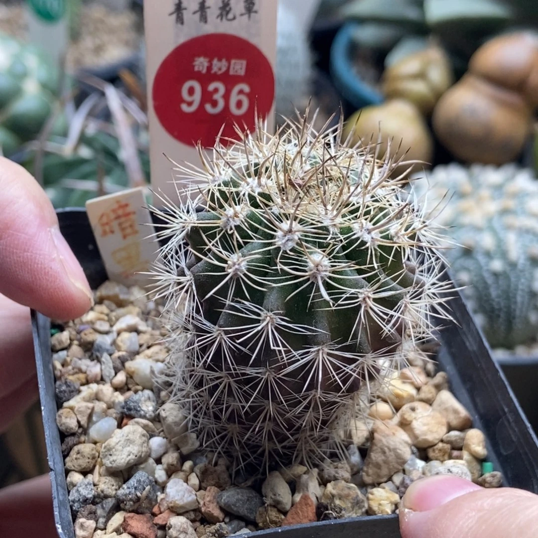 实生暗黑玉3.5cm一棵仙人球