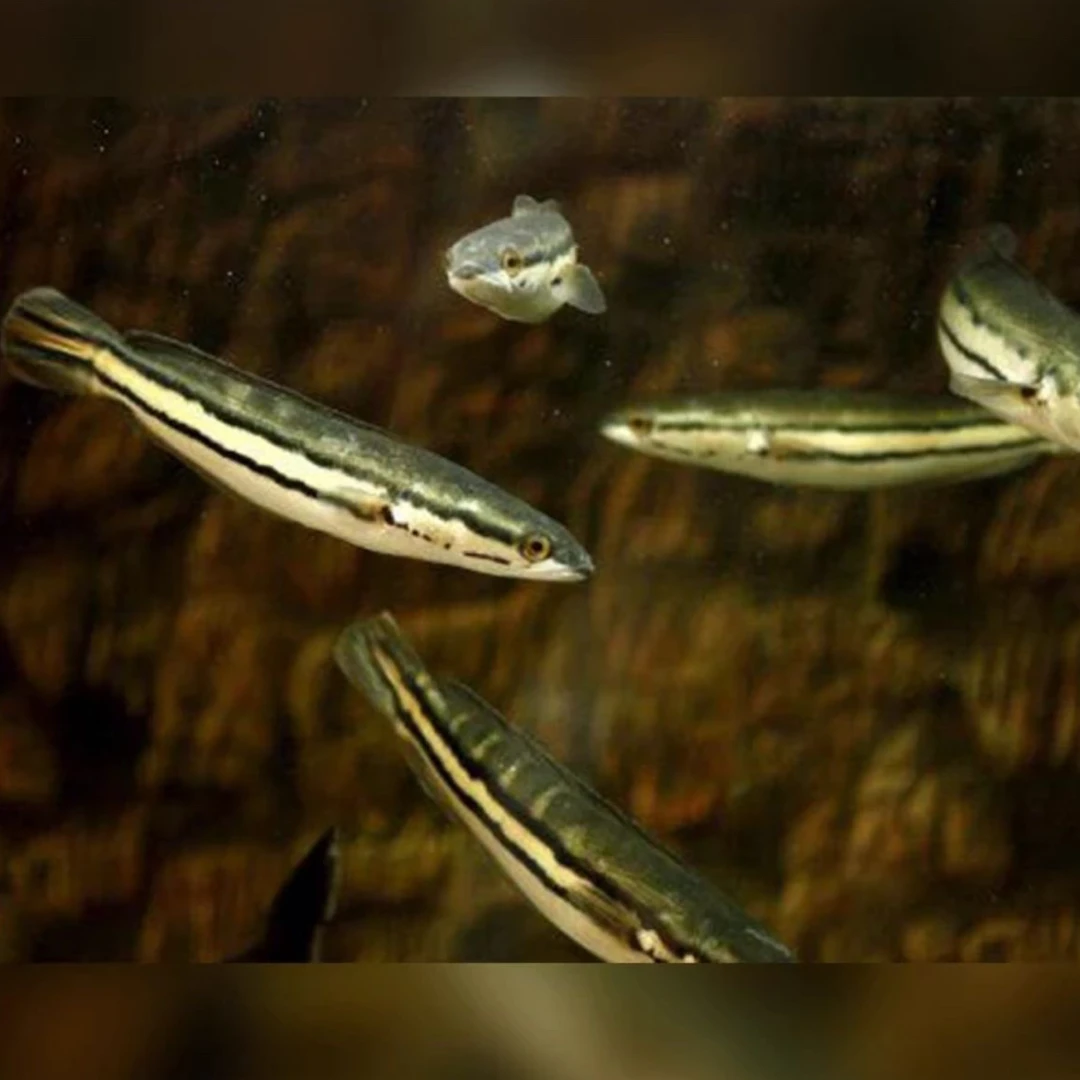 热带大型凶猛观赏鱼大铅笔鱼鱼观赏鱼雷龙鱼苗活体好养耐活
