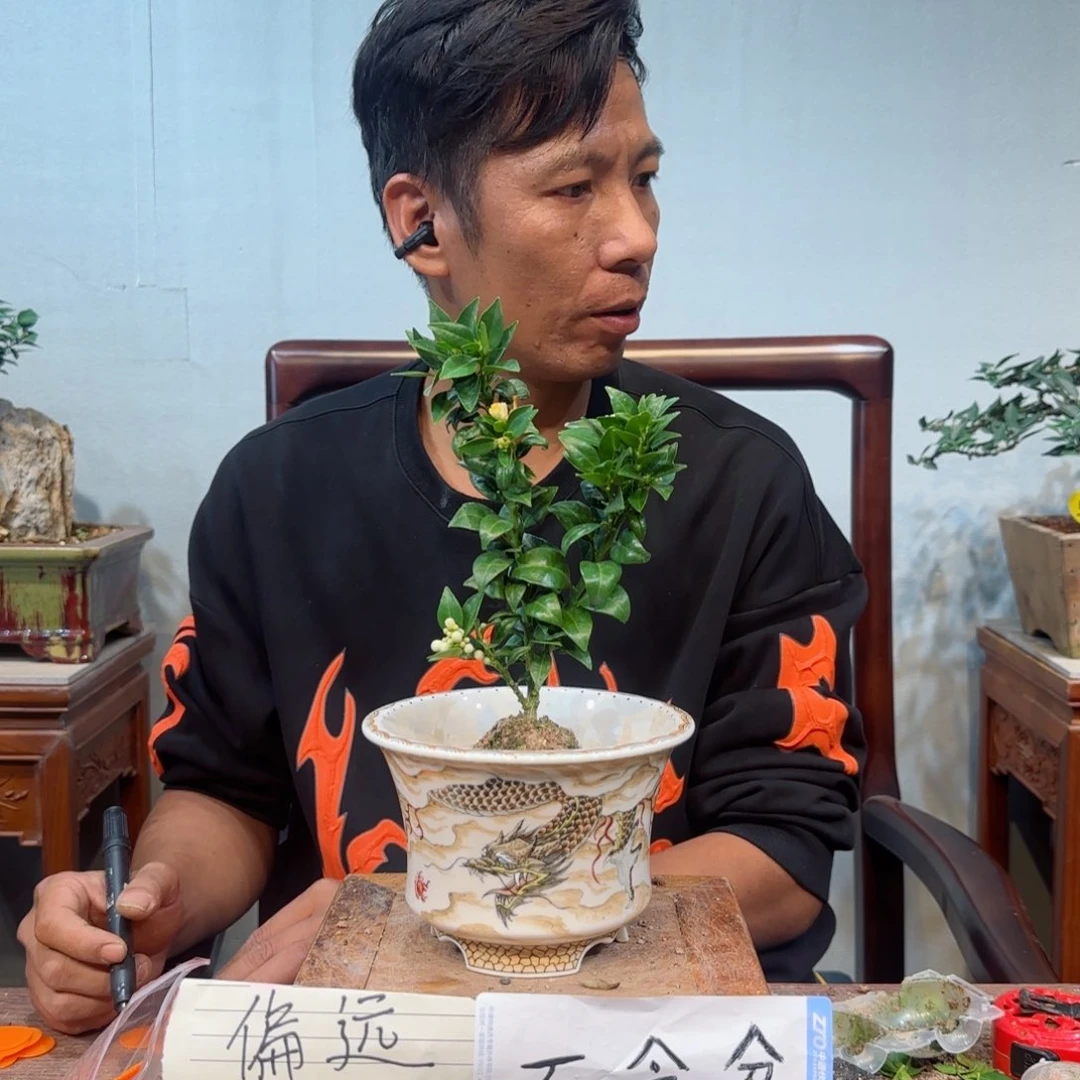 当前无花朵，栽培后可花朵源*力