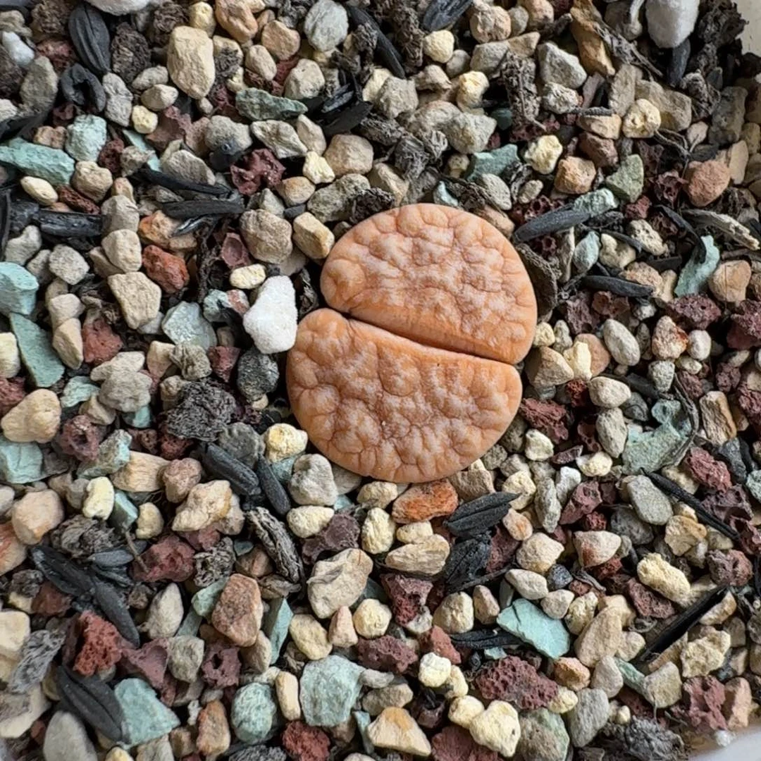 C***王1216-012生石花花花