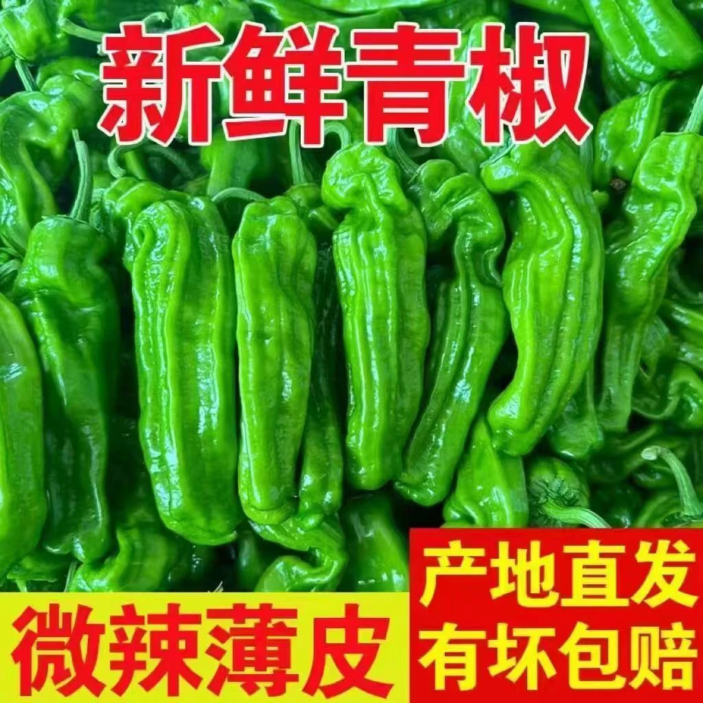 【微辣不辣青椒】青椒新鲜农家菜椒尖椒薄皮辣椒虎皮青椒种子坑椒