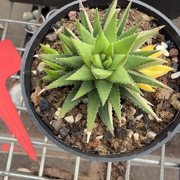 古迪锦群生6仙人球