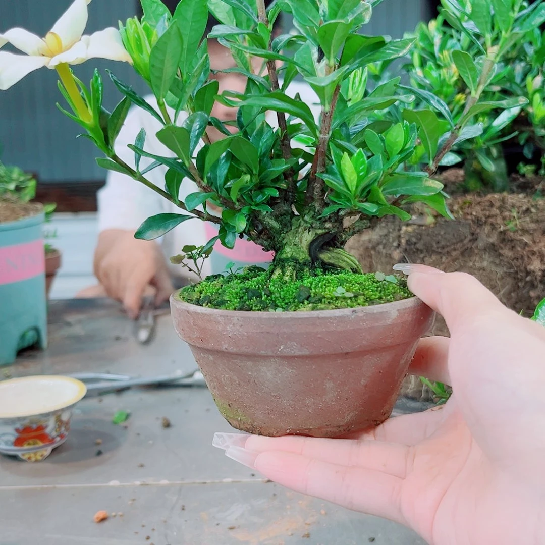 ?*一寸法师栀子花