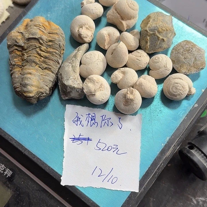 石材化石三叶虫化石泥螺