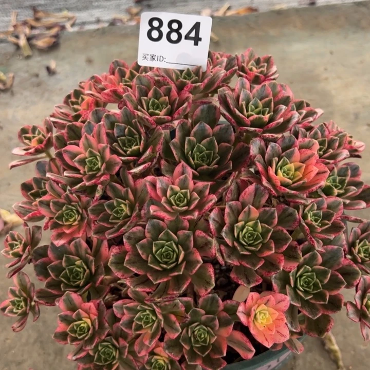 884甜茶22厘米左右