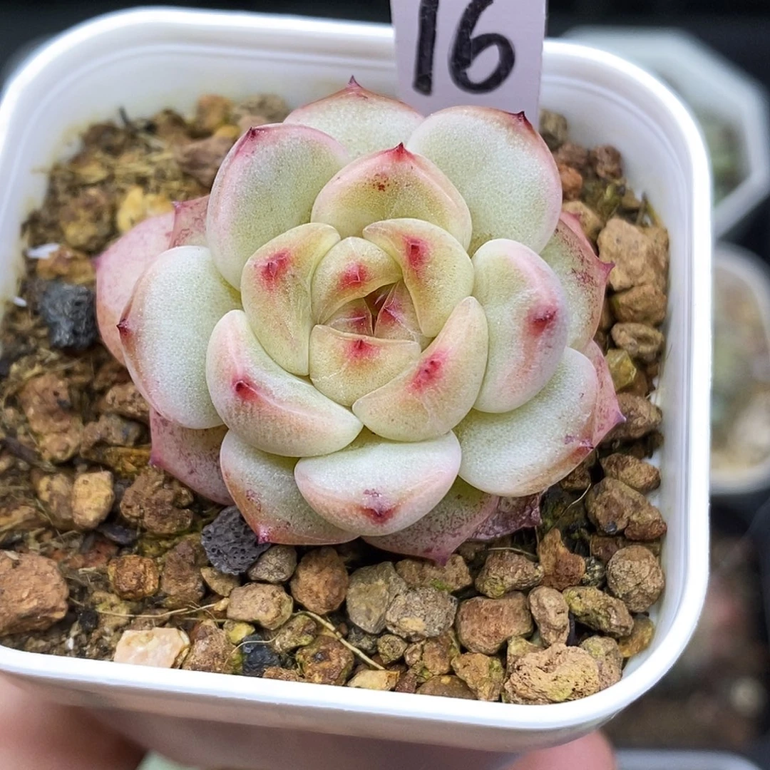 甜心T4多肉植物5.5盆