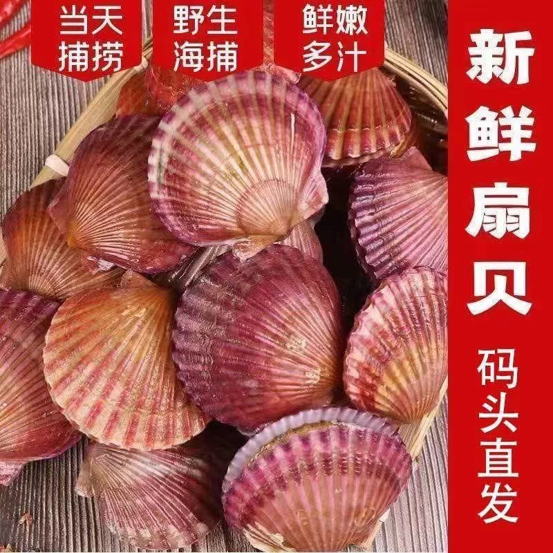 鲜活小红贝 日照发货 无泥无沙 净重5斤