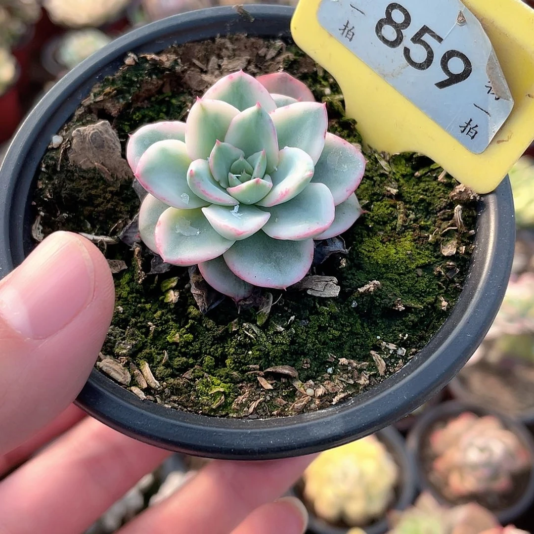 奶油黄桃锦小的859号