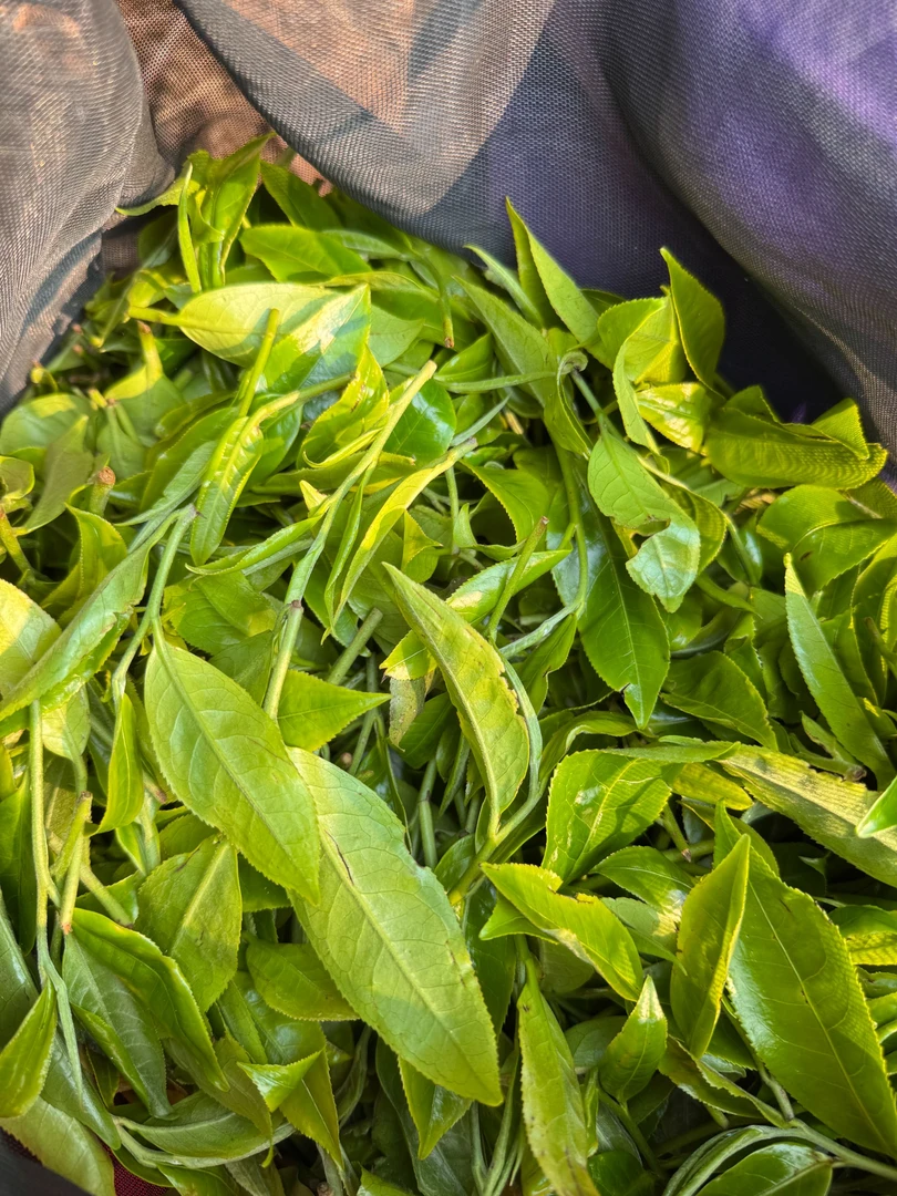 老班章十号-生茶[熟茶]专属通用链接