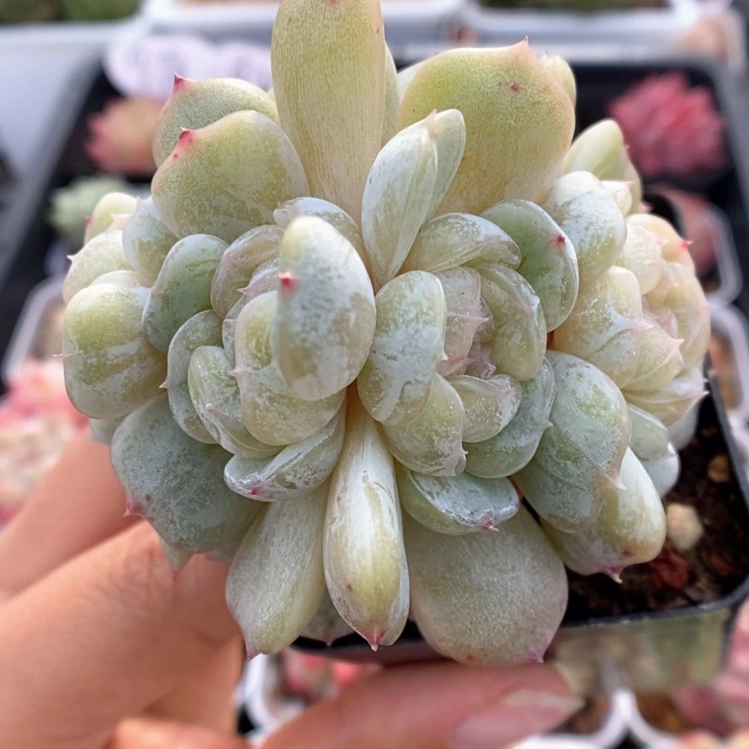 白色恋人朵朵可拍。