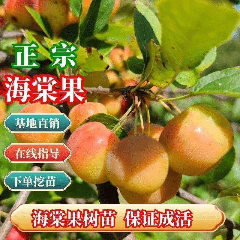 海棠果树苗嫁接海棠果苗南方北方种植耐寒抗冻性强当年结果果树苗