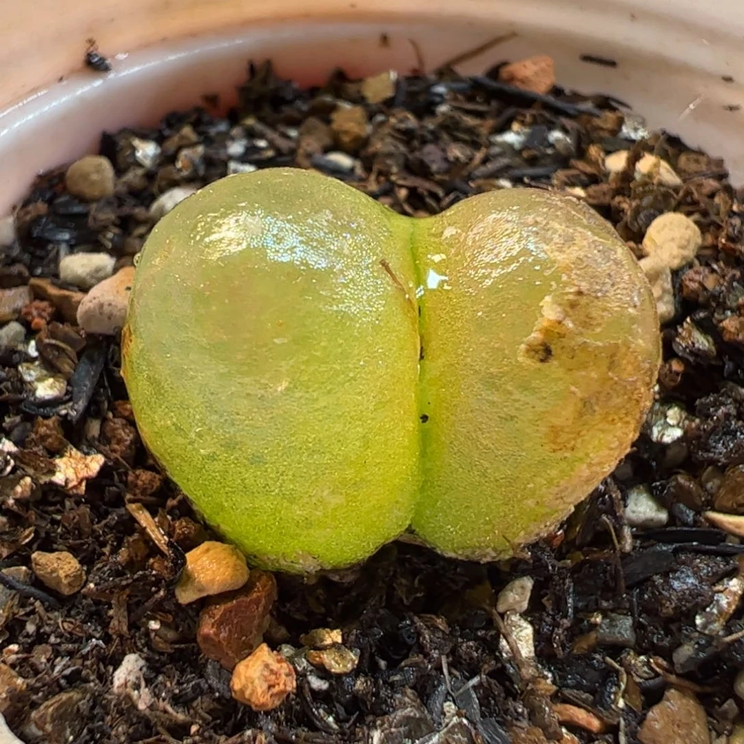 双头红灯泡多肉植物盆栽