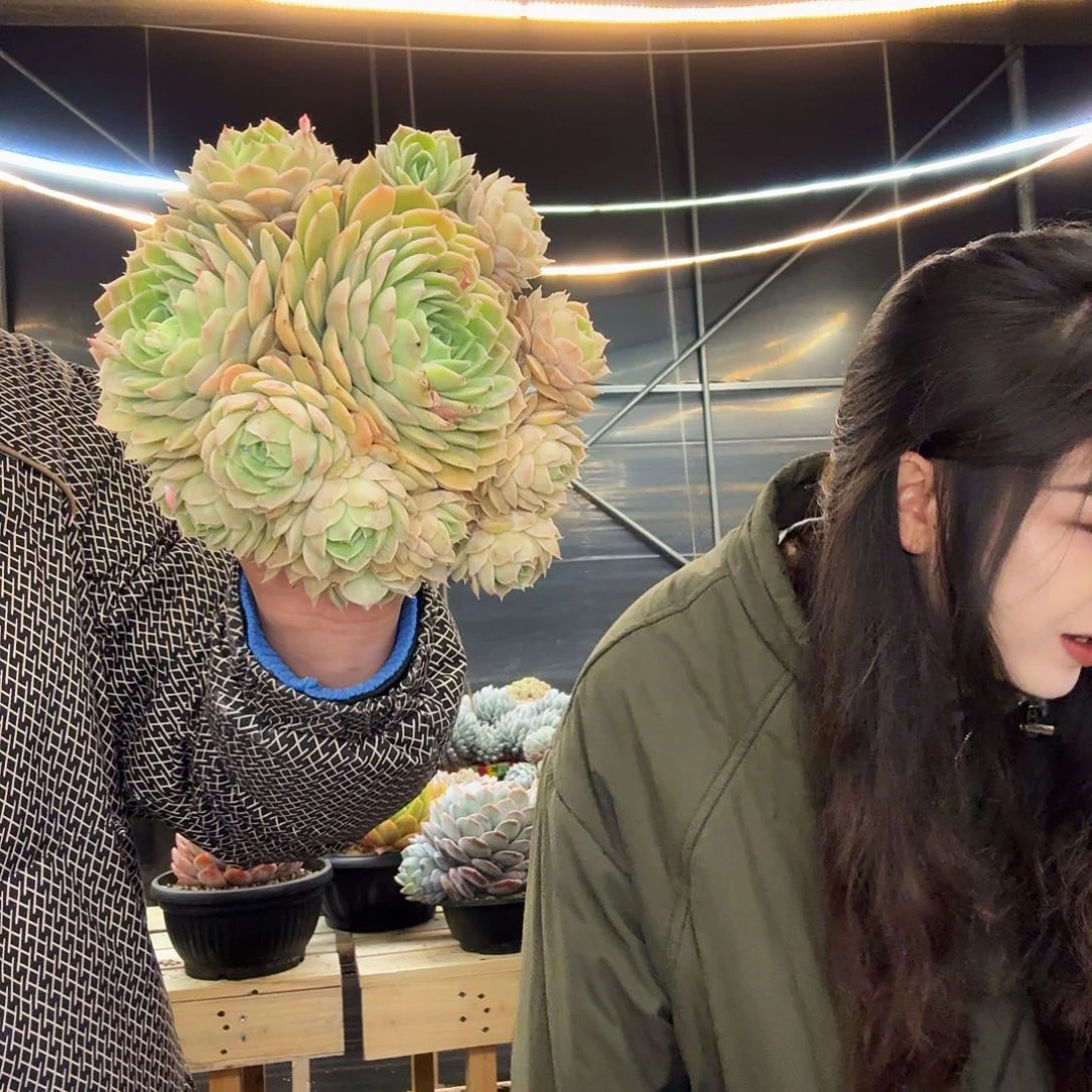 多肉植物一物一拍